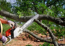 Best Tree Disease Treatment  in Brooksi, DE