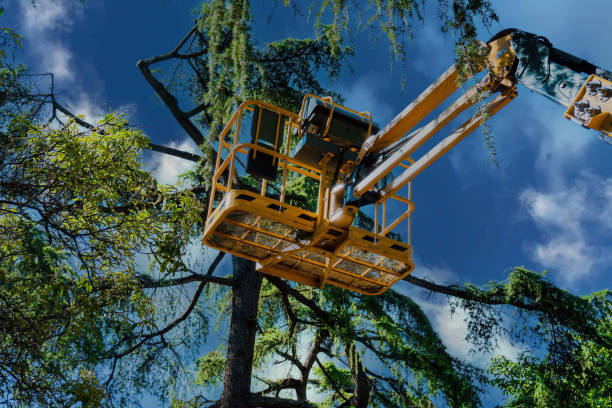 Reliable Brookside, DE  Tree Services Solutions