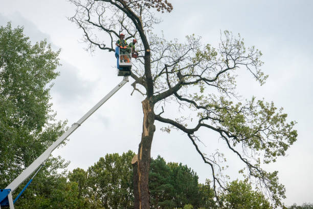 Soil Testing and Treatment in Brookside, DE