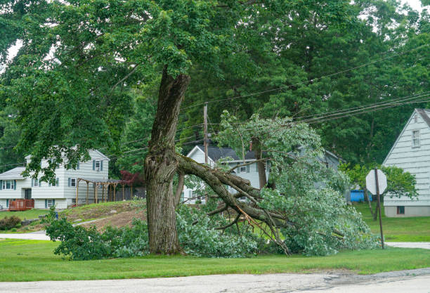 Best Lot and Land Clearing  in Brooksi, DE