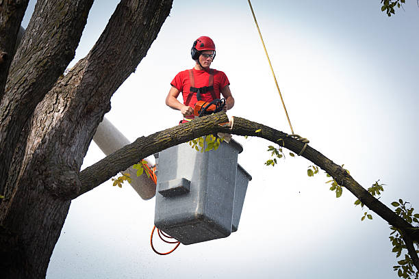 Best Palm Tree Trimming  in Brooksi, DE